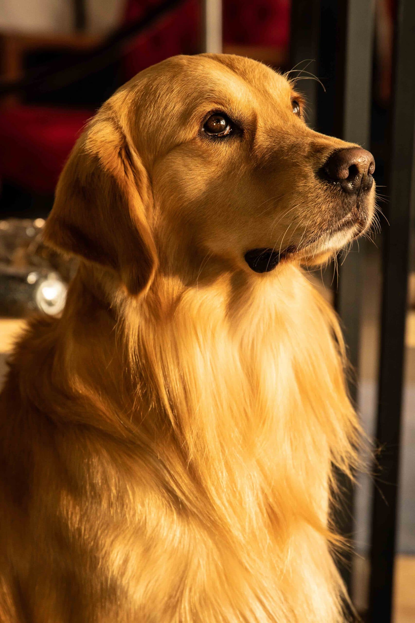 Friseurhund Bobby Portrait
